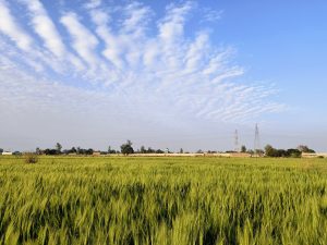 The expansive wheat field under a clear blue sky adorned with wispy clouds.