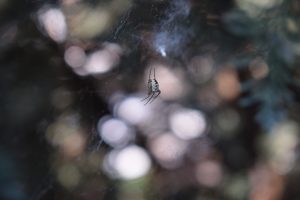 A spider on its web.