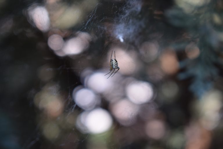 A spider on its web.