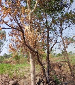 Trees near the farm showing signs of drought with dry or dead leaves.