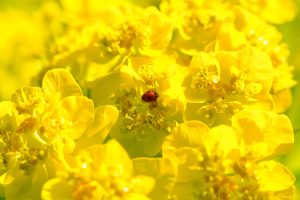 Ladybird in yellow flowers.