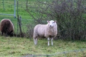 A sheep standing in a field with another sheep grazing nearby, behind a wire fence with a leafless shrub in the background.