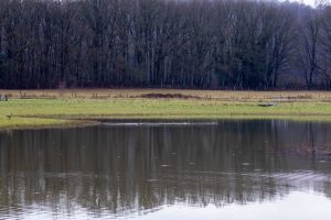 View larger photo: A lake with grassland and a forest in the background