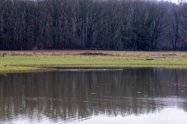 A lake with grassland and a forest in the background