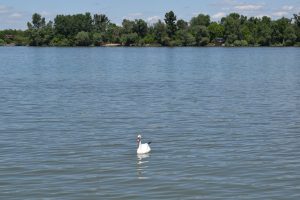 A swan floating on a calm blue lake with a tree-lined shore in the background and a clear blue sky above.