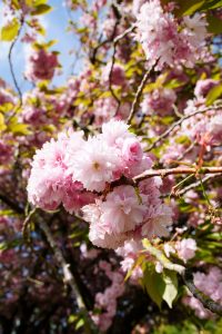 View larger photo: Pink and white blossoms