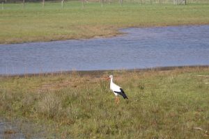 Stork in a meadow near a creek