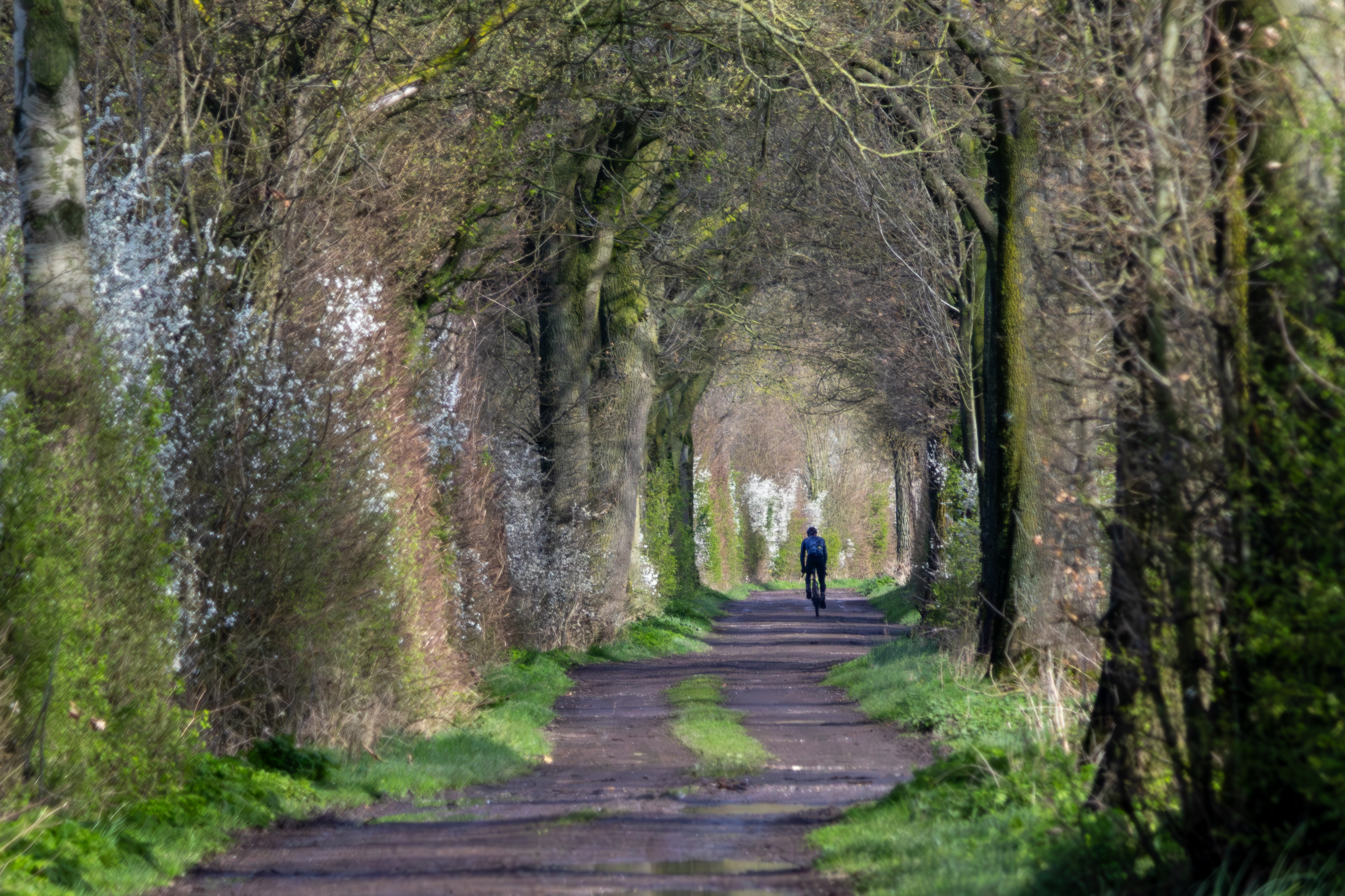 A dirt road with trees and bushes, creating a tunnel with a mountainbiker riding to the end