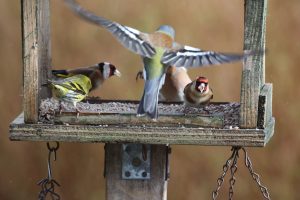 Male Chaffinch flying into a garden feeding station already occupied by two Goldfinch and a Siskin