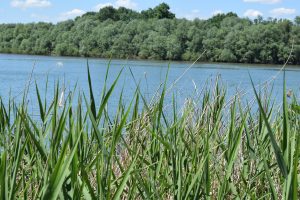 A scenic view of a calm blue lake with dense green foliage in the background, partially obscured by the tall, green reeds in the foreground under a bright blue sky with scattered clouds.