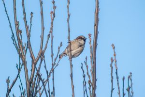 A sparrow perched on a branch among budding twigs against a clear blue sky.