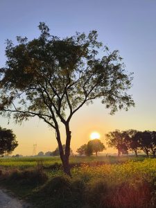 As the sun sets behind a serene landscape, a solitary tree stands tall, casting long shadows over the golden fields below.