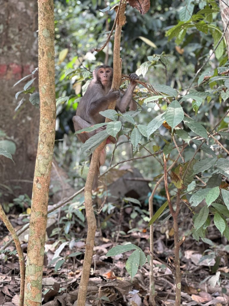 A monkey perched on a thin tree branch amidst green foliage in a forest.