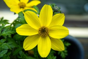 A vibrant yellow flower with broad petals and a dark yellow center, surrounded by green leaves, possibly taken in a garden.