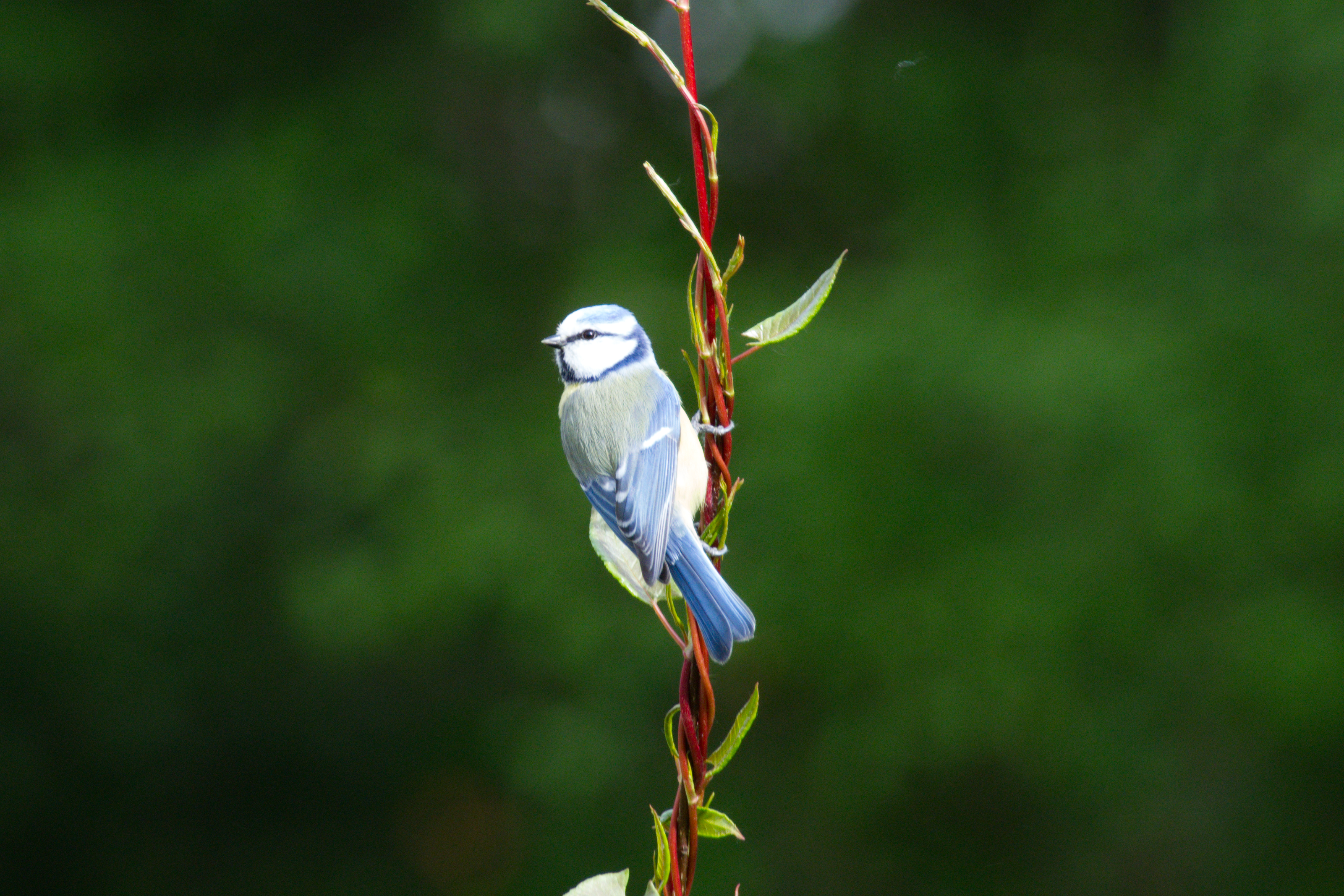 Blue Tit (Cyanistes caeruleus) sits on the red tendrils of a knotweed (Falloppia aubertii)