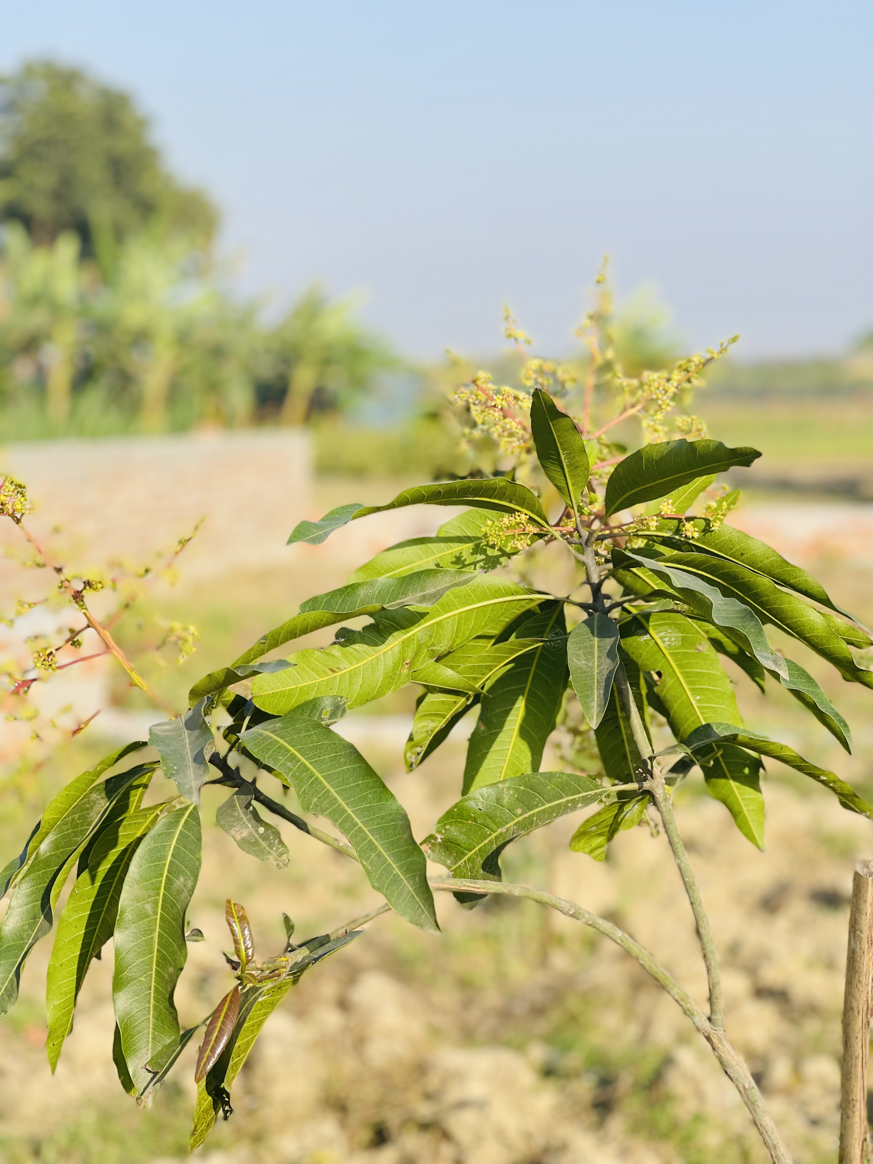 A close-up of a mango tree with young green leaves and budding flowers, with a blurred background of a rural landscape.