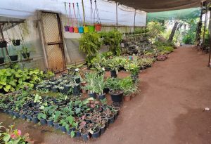 Plants are stored in green house 
