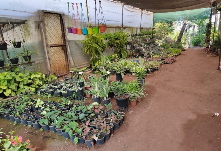 Plants are stored in green house