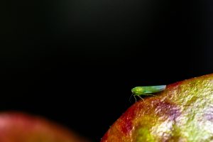 View larger photo: Macro photo of a small green Leafhopper of about 2mm in length, black background