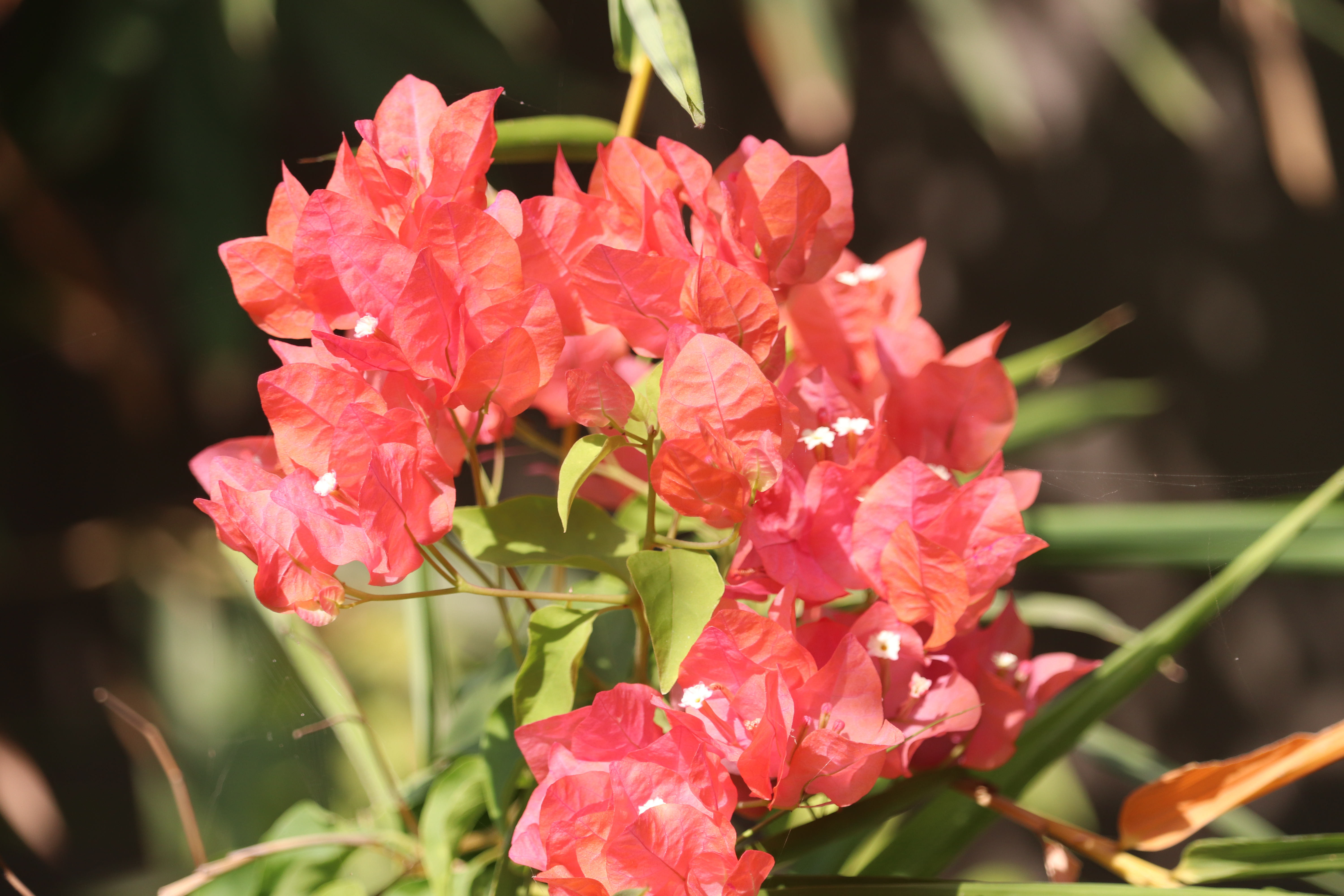 Vibrant pink bougainvillea blossoms with green foliage in sunlight.