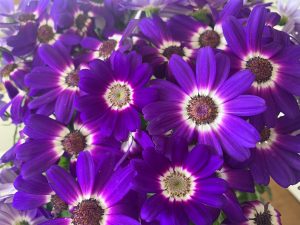 A close-up of vibrant purple flowers with white accents near the center and dark purple, yellow, and brown centers.