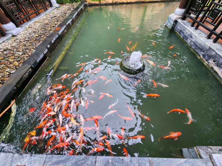 Koi fish pond.