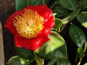 Close-up of a vibrant red Camellia japonica Shugetsu flower with a cluster of prominent yellow stamens at the center, surrounded by green leaves.
