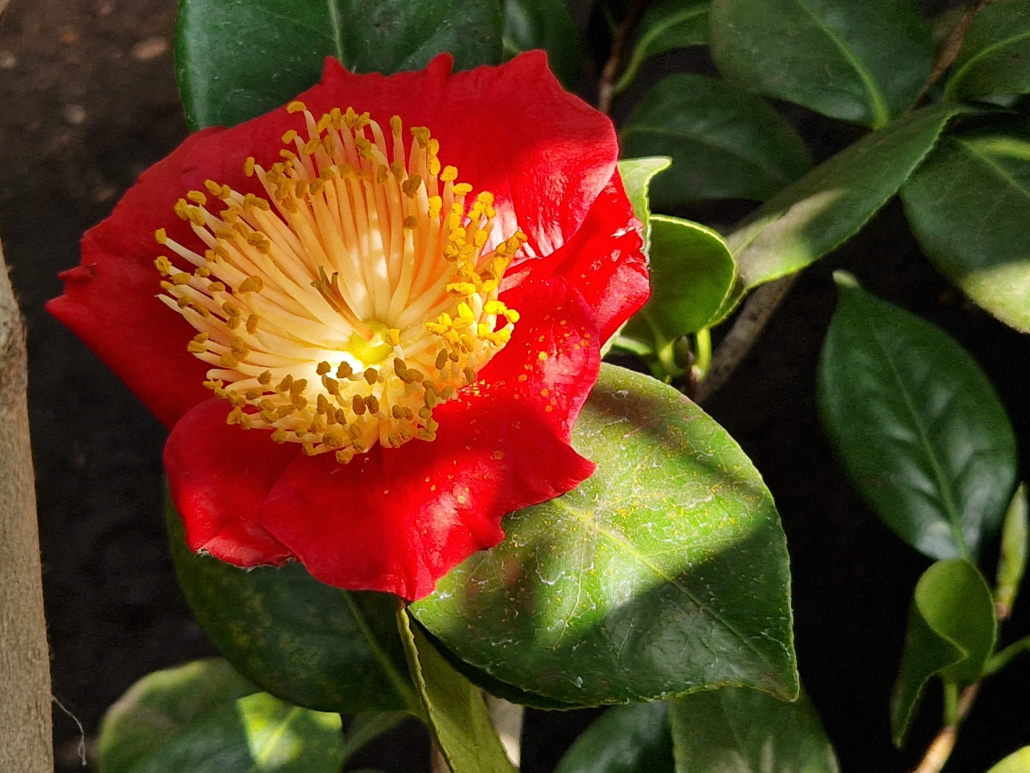 Close-up of a vibrant red Camellia japonica Shugetsu flower with a cluster of prominent yellow stamens at the center, surrounded by green leaves.