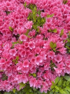 Patch of pink azalea Flowers 