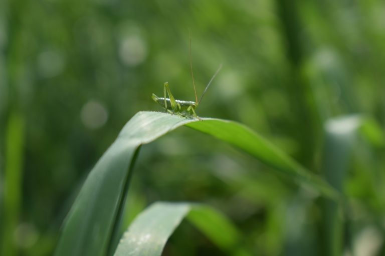 A green grasshopper on the leaves.