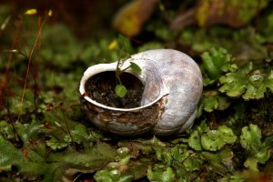 Close-up / macro photo of new life (a small plant growing) in an abandoned snail shell