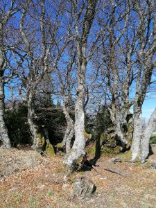 Odd-shaped trees in the southern Vosges mountains, Alsace (France)