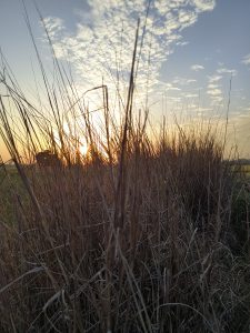 Sunset viewed through a bush of tall grasses with a backdrop of a partly cloudy sky.
