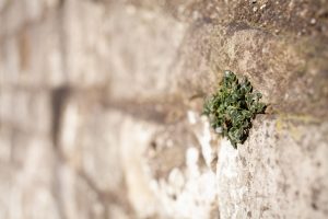 Ancient wall with a small plant growing out of it