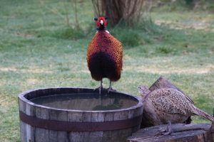 Male and a female pheasant at the edge of a water filled half barrel
