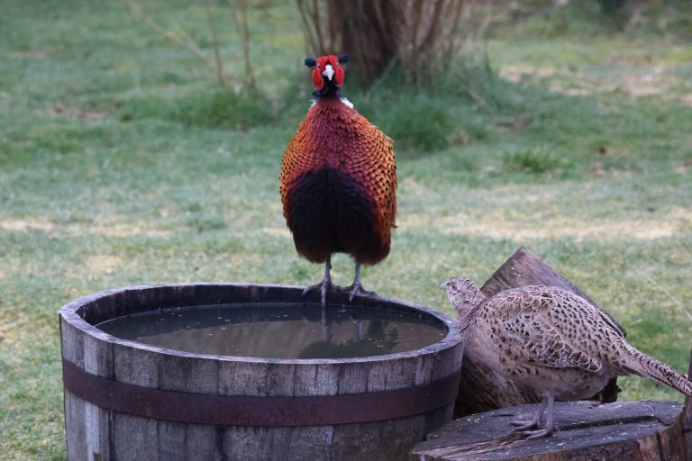 Male and a female pheasant at the edge of a water filled half barrel