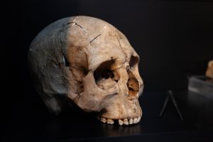 Skull in a museum case with tools next to it. 