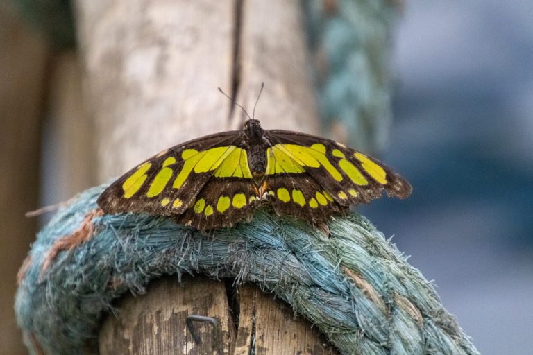 A close-up of a yellow and black butterfly perched on a blue rope attached to the railing of a wooden waterfront riser.