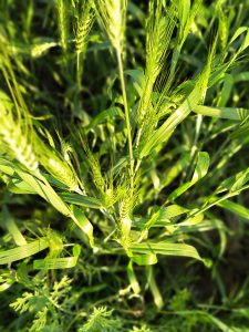 Close-up of green wheat plants in a field illuminated by sunlight.