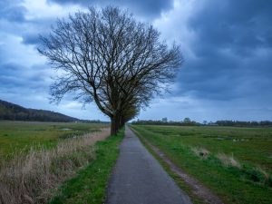 Trees along side a path in nature reserve The Deeps (De Diepen), Milsbeek, The Netherlands