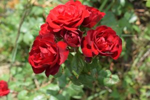 A group of red roses.