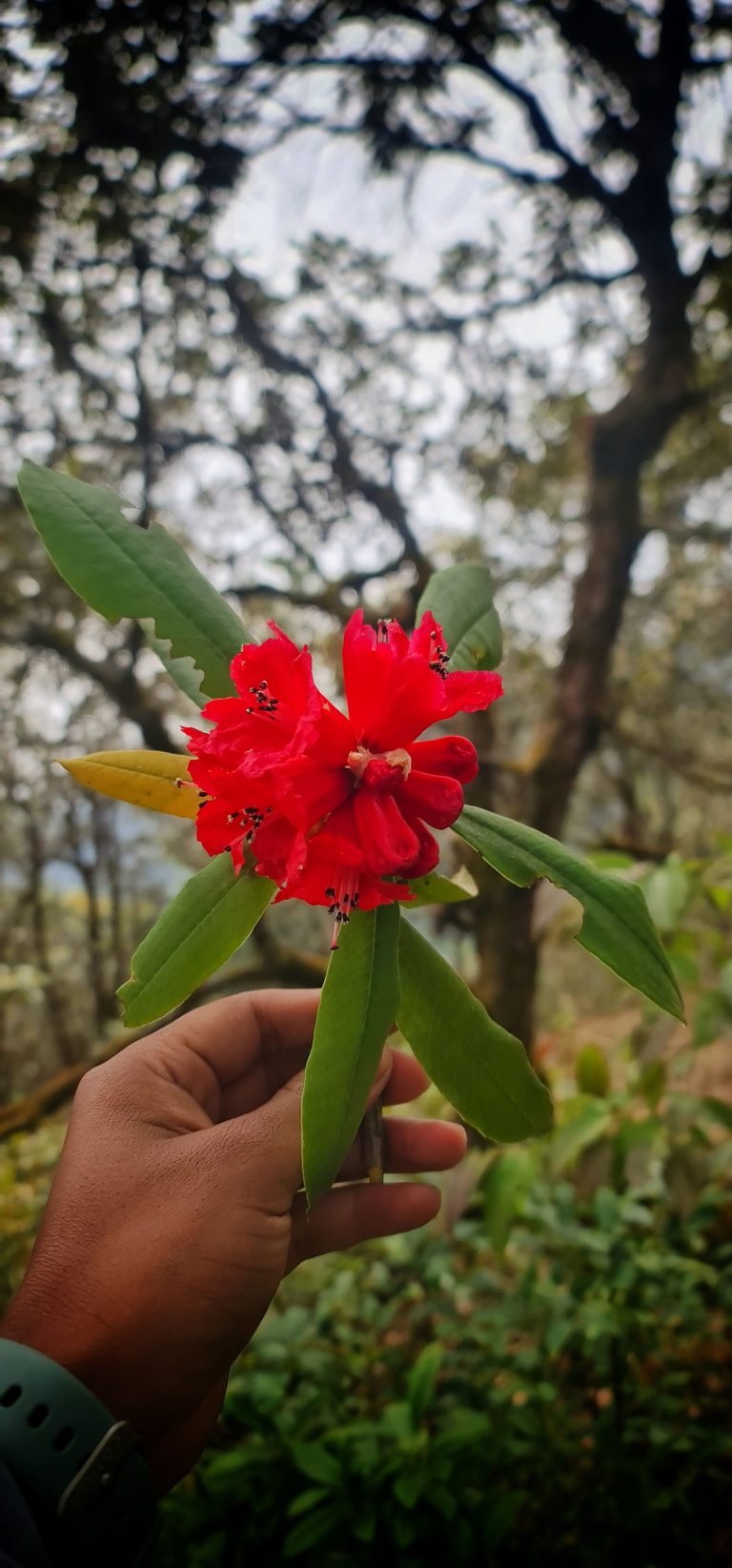 Rhododendron, also called Laliguras in Nepali, is the national flower of Nepal.