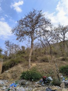 A lone tree amidst garbage and litter in a desolate area, with hills and trees in the background.