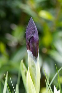 The closed flower bud of a dark purple iris (Iris sibirica) with a green blurred background.