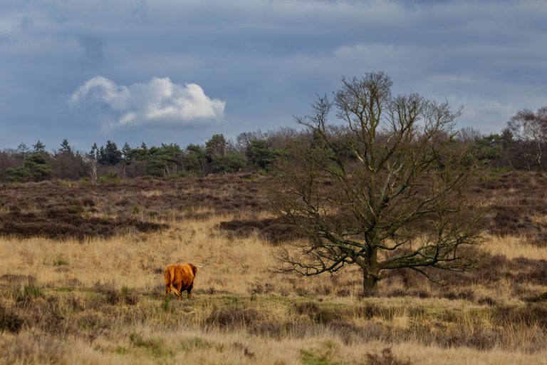 A lonely tree with a highlander cow walking towards it in the heath, with a blue, clouded sky in the background.