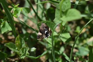 View larger photo: A brown and white speckled butterfly resting on a green leaf with surrounding foliage in a natural environment.