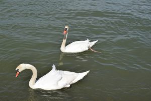 Two white swans swimming in the river.