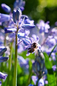 A bee in blue flowers