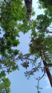 Tree and sky shoot taken from bottom to up