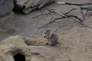 Prairie dog eating